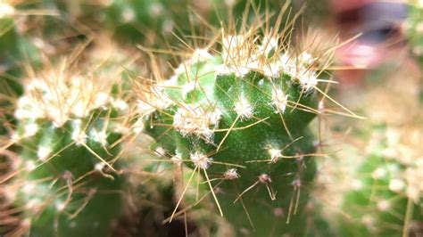 獅子岩仙人掌|Cereus peruvianus (L.) MILL. Monstrosus cv.仙人掌。